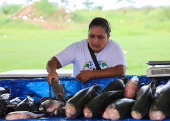Sebrae apoia Feiras do Peixe em nove municípios do Acre