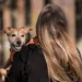 Mosquito da dengue oferece risco também a cachorros e gatos