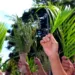 Domingo de Ramos abre celebrações da Semana Santa em Rio Branco; veja programação