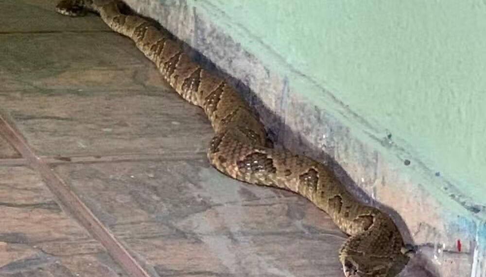 Jararaca é encontrada dentro de um banheiro de abrigo em Águas Lindas — Foto: Divulgação/Corpo de Bombeiros