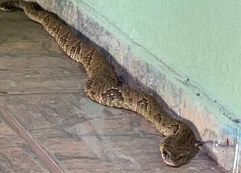 Jararaca é encontrada dentro de um banheiro de abrigo em Águas Lindas — Foto: Divulgação/Corpo de Bombeiros
