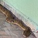 Jararaca é encontrada dentro de um banheiro de abrigo em Águas Lindas — Foto: Divulgação/Corpo de Bombeiros