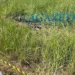 Corpo em elevado estado de decomposição é encontrado às margens da BR-364