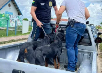 Cães em situação de maus-tratos são resgatados e polícia abre inquérito contra tutor dos animais