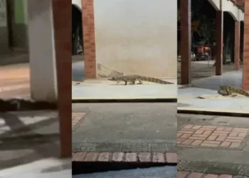 VÍDEO: Empreendedora flagra jacaré 'passeando' no Mercado do Quinze em Rio Branco