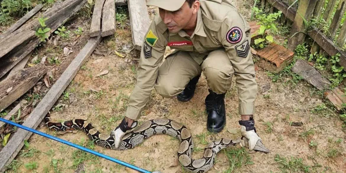Cobra de quase dois metros é encontrada em quintal de casa no Acre