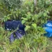 Cinco pessoas são presa em flagrante pelo crime de furto em Cruzeiro do Sul