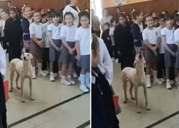 Vira-lata caramelo invade escola e 'canta' hino nacional com alunos; veja vídeo