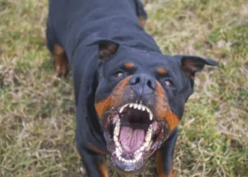 Rottweiler em fúria ataca e mata menino de seis anos em Rio Branco