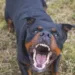 Rottweiler em fúria ataca e mata menino de seis anos em Rio Branco
