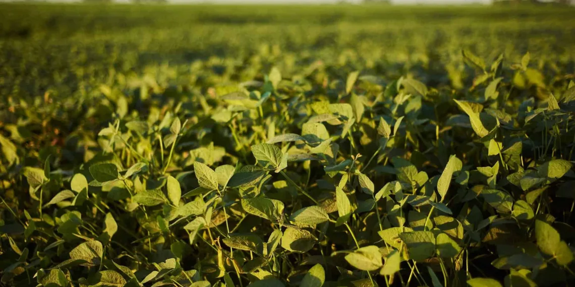 Como a Syngenta está contribuindo para o combate às anomalias na soja?