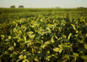 Como a Syngenta está contribuindo para o combate às anomalias na soja?