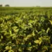 Como a Syngenta está contribuindo para o combate às anomalias na soja?