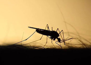 Foto: Pixabay/Divulgação