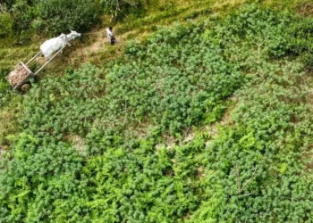 Mandioca é a produção que mais puxa estimativa da safra em março deste ano. Foto: Marcos Vicentti/Secom