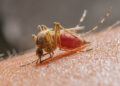 Mosquito Anopheles infectado pelo microrganismo Plasmodium é o transmissor da malária. Foto: internet