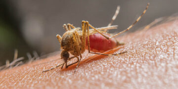 Mosquito Anopheles infectado pelo microrganismo Plasmodium é o transmissor da malária. Foto: internet