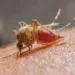 Mosquito Anopheles infectado pelo microrganismo Plasmodium é o transmissor da malária. Foto: internet