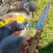 Homem é assassinado com golpe de faca durante briga no interior do Acre; suspeito é preso