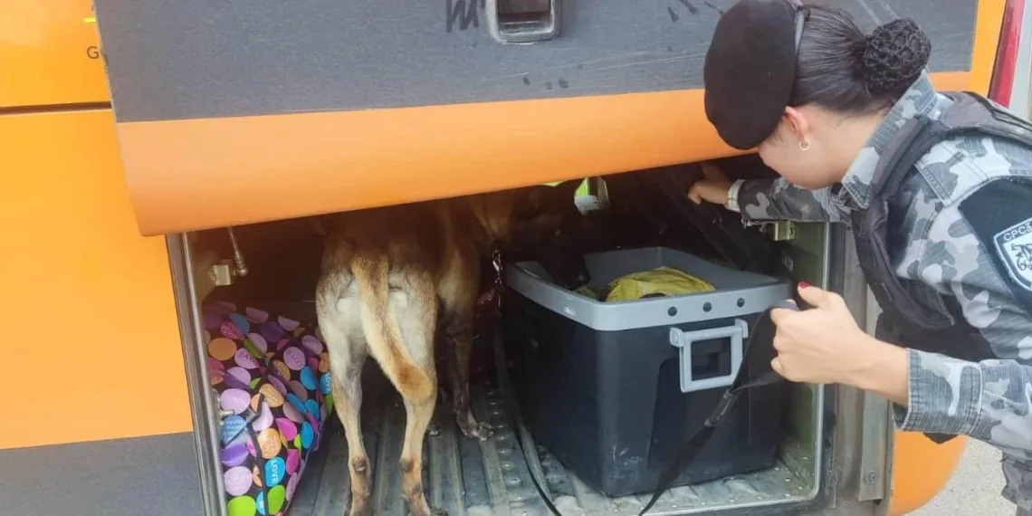 Cão farejador encontra 16 quilos de droga em ônibus na BR-364, no Acre