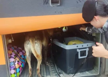Cão farejador encontra 16 quilos de droga em ônibus na BR-364, no Acre