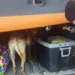 Cão farejador encontra 16 quilos de droga em ônibus na BR-364, no Acre