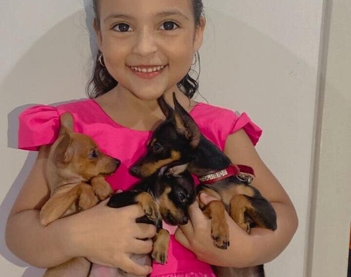 Família da 'Encantadora de Pinschers' pede ajuda para encontrar cachorrinha desaparecida