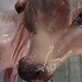 Bezerro com duas cabeças é encontrado dentro de vaca abatida; vídeo