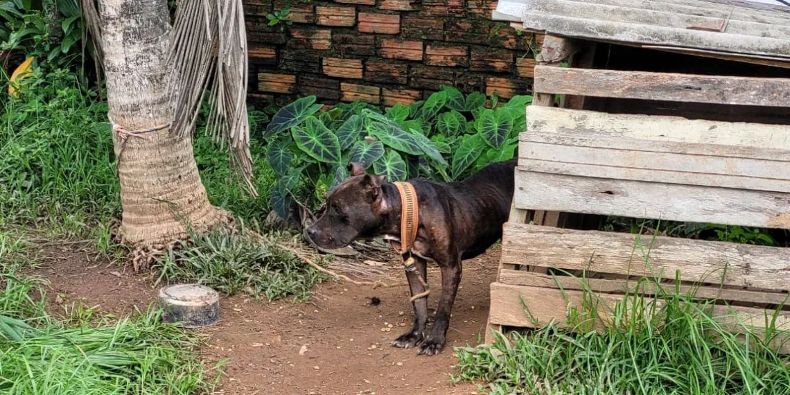 Cães vítimas de maus-tratos são resgatados pela polícia em Rio Branco