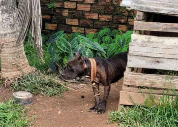 Cães vítimas de maus-tratos são resgatados pela polícia em Rio Branco