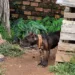 Cães vítimas de maus-tratos são resgatados pela polícia em Rio Branco