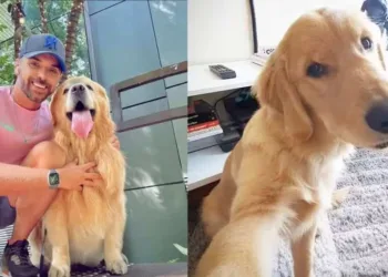VÍDEO: Cachorro morre após falha no transporte aéreo da Gol