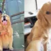 VÍDEO: Cachorro morre após falha no transporte aéreo da Gol
