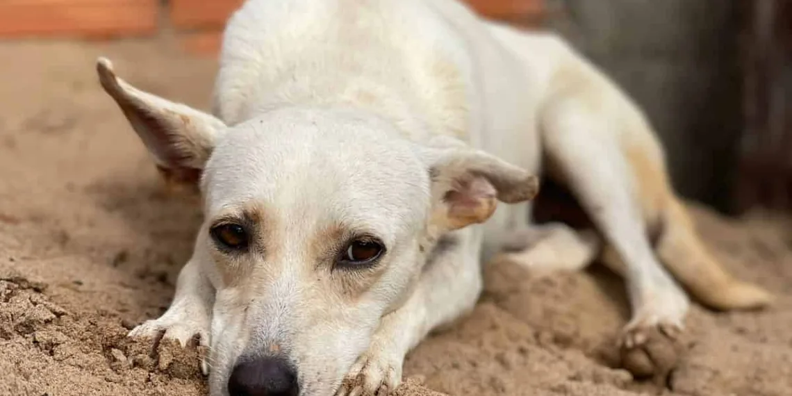Cuidar Day: evento de adoção de animais no Lago do Amor celebra um ano do Projeto Cuidar