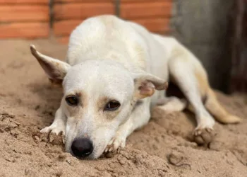 Cuidar Day: evento de adoção de animais no Lago do Amor celebra um ano do Projeto Cuidar