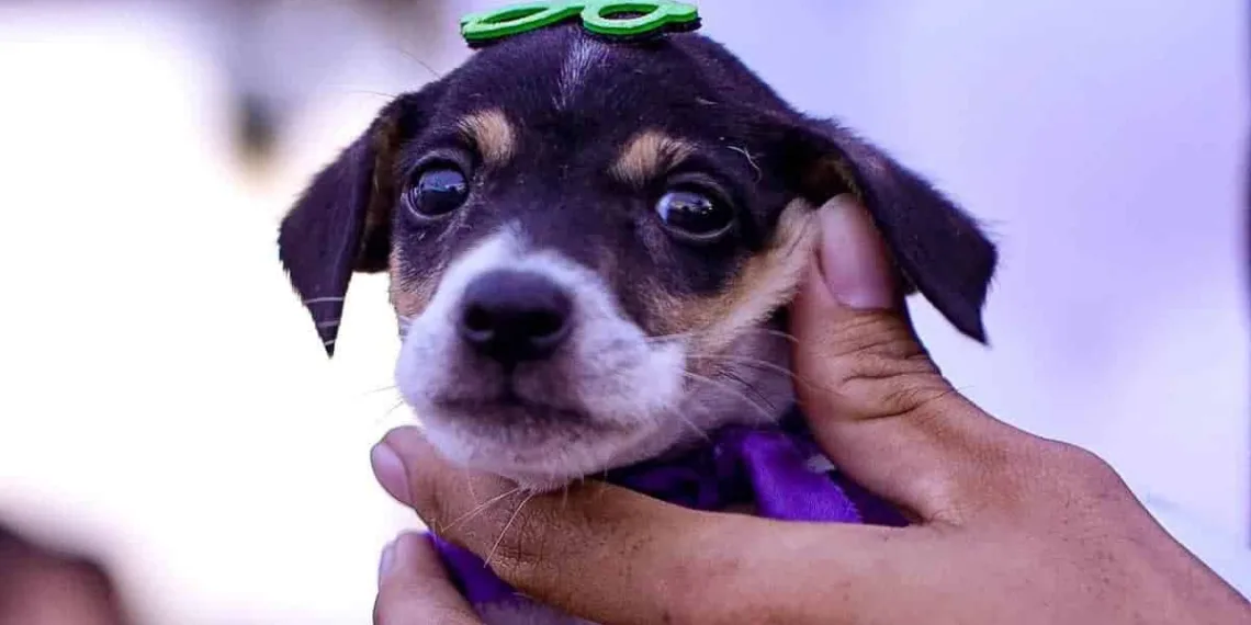 Primeira edição do Cuidar Day é sucesso em adoção de animais no Lago do Amor
