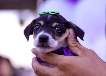 Primeira edição do Cuidar Day é sucesso em adoção de animais no Lago do Amor