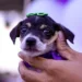 Primeira edição do Cuidar Day é sucesso em adoção de animais no Lago do Amor
