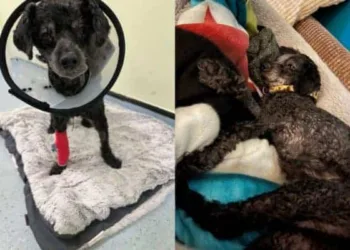 Cadela é encontrada ao lado do corpo de tutora morta há uma semana
