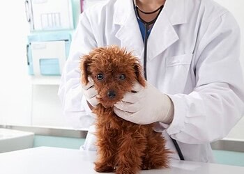 Como aumentar a imunidade do seu pet para evitar que ele fique doente