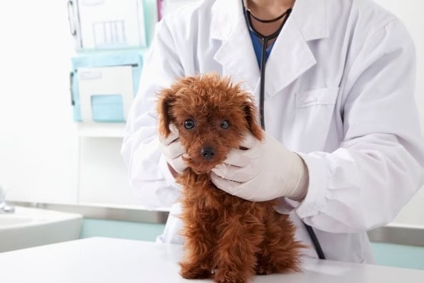 Como aumentar a imunidade do seu pet para evitar que ele fique doente