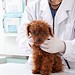 Como aumentar a imunidade do seu pet para evitar que ele fique doente