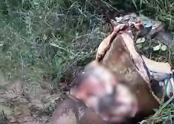 Cavalo é encontrado com o corpo partido ao meio e o coração removido, no interior do Acre