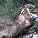 Cavalo é encontrado com o corpo partido ao meio e o coração removido, no interior do Acre