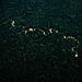 Foto: Alexandre Cruz-Noronha/Sema-AC.