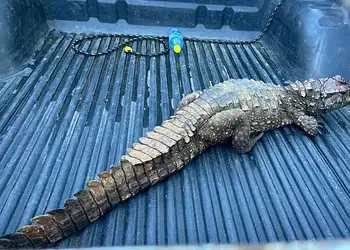 Jacaré é resgatado 'passeando' em avenida movimentada de cidade do Acre