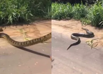 Sucuri de mais de 4 metros é flagrada atravessando estrada no Acre; veja o vídeo