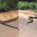 Sucuri de mais de 4 metros é flagrada atravessando estrada no Acre; veja o vídeo