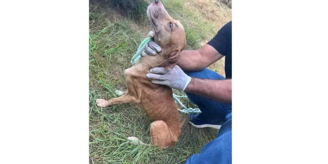 Operação de Resgate da Polícia Civil salva 40 animais de maus-tratos em Rio Branco
