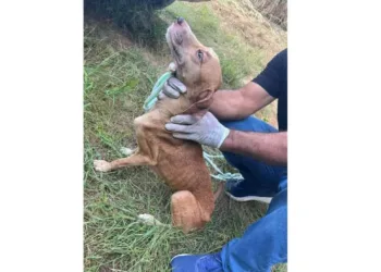 Operação de Resgate da Polícia Civil salva 40 animais de maus-tratos em Rio Branco